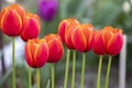 Gorgeous red tulips with blurred background