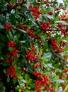 Red Winter Berry Tree Branch