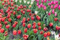 Gorgeous red and yellow fringed tulips and bright purple tulips in springtime Royalty Free Stock Photo