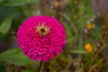 Gorgeous red zinnia flower on blurry background Royalty Free Stock Photo