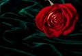 Gorgeous rosebud on the dark green velor Royalty Free Stock Photo