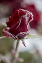 Gorgeous roses with frozen