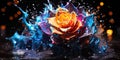 Gorgeous roses, like a flower fireworks, exploding with paints and aromas in the vastness of the Royalty Free Stock Photo