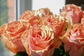 Gorgeous royal big orange rosy rose at the window. Copy space