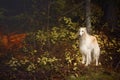 Gorgeous russian borzoi dog standing in the dark fall forest. Beautiful dog breed russian wolfhound in autumn