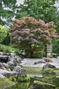 Gorgeous sakura in a beautiful tourist place in a Japanese garden