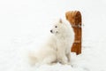 Gorgeous samoyed dog sitting on snowy slope in profile next to vintage wooden sled