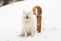 Gorgeous samoyed dog sitting on snowy slope smiling next to vintage wooden sled