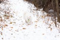 Gorgeous samoyed dog walking unleashed outdoors in snowy forest path with tennis ball in its mouth