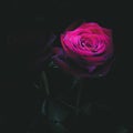 Gorgeous scarlet roses on a background of darkness