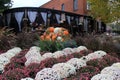 Bright and colorful hardy mums surrounding cornucoppia of Fall arrangement outside Forno Restuarant, Saratoga New York, 2017