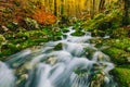 Gorgeous scene of creek in colorful autumnal forest