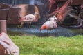 Gorgeous scene of a park featuring pink flamingos standing beneath the splashing water of a waterfall.