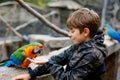 Gorgeous school kid boy feeding parrots in zoological garden. Child playing and feed trusting friendly birds in zoo and Royalty Free Stock Photo