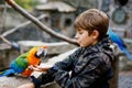 Gorgeous school kid boy feeding parrots in zoological garden. Child playing and feed trusting friendly birds in zoo and Royalty Free Stock Photo