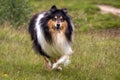 Gorgeous Scottisch or Scotch, Rough Collie at play