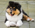 Gorgeous Scottisch or Scotch, Rough Collie puppy outside