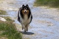 Gorgeous Scottisch or Scotch, Rough Collie walking on a path