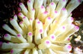 Gorgeous Sea Anemone