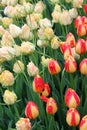 Stunning tulips in the bright colors of peach and yellow tucked between deep green foliage of plants in garden