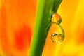 Two Drops of Tulips. Royalty Free Stock Photo