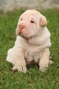 Gorgeous Shar Pei puppy sitting Royalty Free Stock Photo