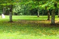 A gorgeous shot of a group of lush green trees surrounded by fallen yellow and brown autumn leaves on lush green grass Royalty Free Stock Photo