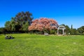 A gorgeous shot of people relaxing on lush green grass in the garden with a large pink and yellow tree near a white gazebo