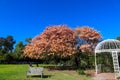 A gorgeous shot of people relaxing on lush green grass in the garden with a large pink and yellow tree near a white gazebo Royalty Free Stock Photo