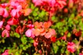 A gorgeous shot of a pink Pelargonium flowers in the garden surrounded by lush green leaves Royalty Free Stock Photo