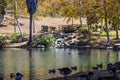 A gorgeous shot of a rippling green lake surrounded by lush green trees and plants and autumn colored trees with ducks and geese