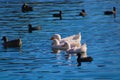 A gorgeous shot of three white swans on the deep blue lake surrounded by other brown birds Royalty Free Stock Photo