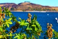 A gorgeous shot of the vast blue water and lush green foliage on the shores of Castaic Lake