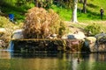 A brown, green, white and yellow mallard duck standing in the still lake water at Kenneth Hahn Park Royalty Free Stock Photo