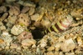 gorgeous shrimpgoby fish with comensal shrimp Royalty Free Stock Photo