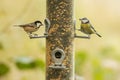Gorgeous small visitors to seed bird feeder a Coal Tit, Periparus ater, and Blue Tit, Cyanistes caeruleus