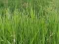 Gorgeous Snake Grass Royalty Free Stock Photo