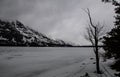 Gorgeous, snowy, icy landscape of Jackson Lake in Grand Teton National Park with low misty clouds and a tree in the foreground.