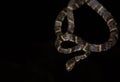 Cloudy Snail Eating Snake on black background