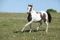 Gorgeous spotted horse running on spring pasturage