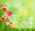 Gorgeous spring background with grass multiple bokehs Royalty Free Stock Photo