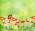 Gorgeous spring background with grass multiple bokehs Royalty Free Stock Photo