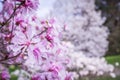 Gorgeous spring pink magnolias in full bloom, Dominium Arboretum, Ottawa, Canada