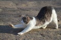 Gorgeous stretching cat. Two-colored kitty. Royalty Free Stock Photo