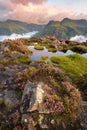 Beautiful Blooms Of Heather At Sunrise With Lingering Mist In Valley. Lake District, UK.