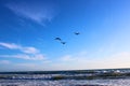 A gorgeous summer landscape at the beach with vast blue ocean water and waves rolling into the beach and three pelicans in flight Royalty Free Stock Photo