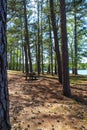 A gorgeous summer landscape in the forest near a rippling lake with benches surrounded by lush green grass and pine trees Royalty Free Stock Photo