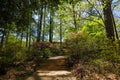 A gorgeous summer landscape in the garden with a staircase up a hill surrounded by lush green trees and plants Royalty Free Stock Photo