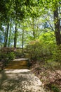 A gorgeous summer landscape in the garden with a staircase up a hill surrounded by lush green trees and plants Royalty Free Stock Photo