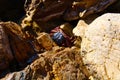 A gorgeous summer landscape at Little Corona del Mar Beach with a red and black crab surrounded by brown rocks Royalty Free Stock Photo